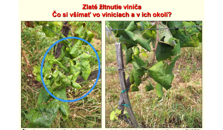 A szőlő aranyszínű sárgaság betegség