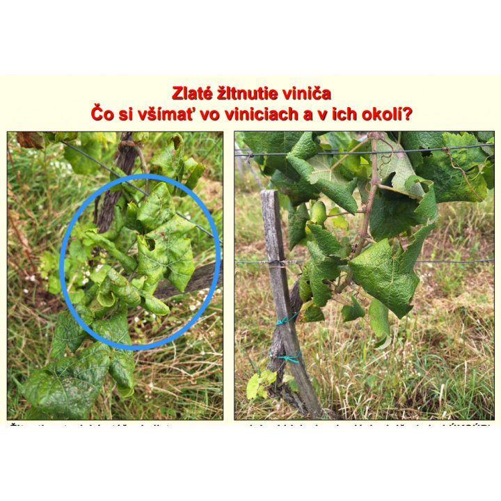 A szőlő aranyszínű sárgaság betegség